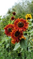 Sonnenblume Samen verschiedene Farben Sachsen - Zettlitz bei Rochlitz Vorschau