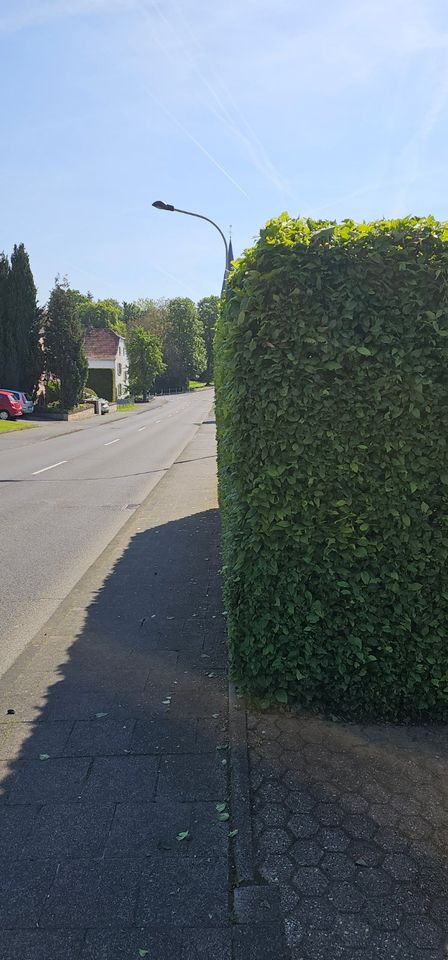 Biete Hilfe Im Garten an und am haus in Königswinter