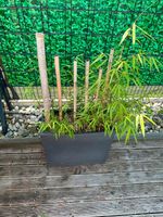 Bambus Fargesia Raumteiler Pflanzkasten 59,5x26cm Anthrazit Nordrhein-Westfalen - Kalkar Vorschau
