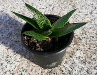 Aloe Flow Pflanze Baden-Württemberg - Grünkraut Vorschau