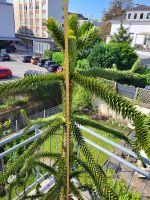 Chilenische Schmucktanne Araucaria araucana Andentanne Wuppertal - Heckinghausen Vorschau