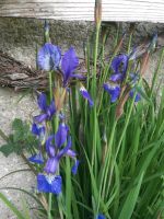 Wiesen-Iris blau Staude winterhart im Topf Brandenburg - Karstädt Prignitz Vorschau
