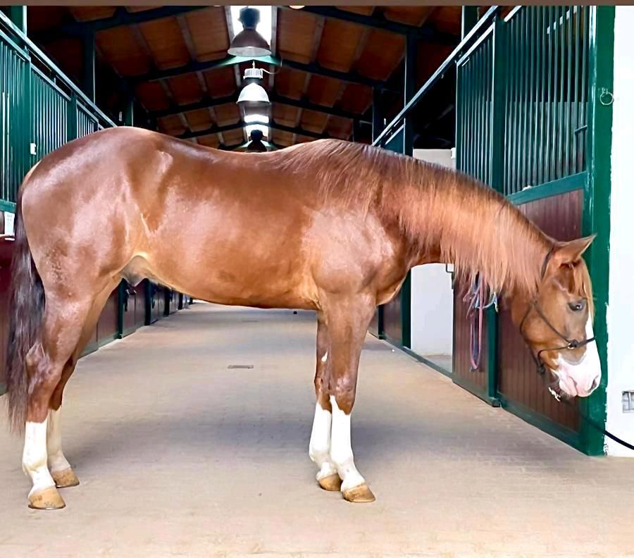 4jähriger Quarter Horse Wallach (Gunnastrahya) in Freystadt