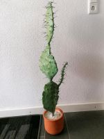 Kunstpflanze Kaktus künstlich Bayern - Nördlingen Vorschau