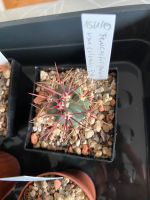 1 Ferocactus peninsulae v. (St. Rosalita), junger Kaktus Nordrhein-Westfalen - Jülich Vorschau