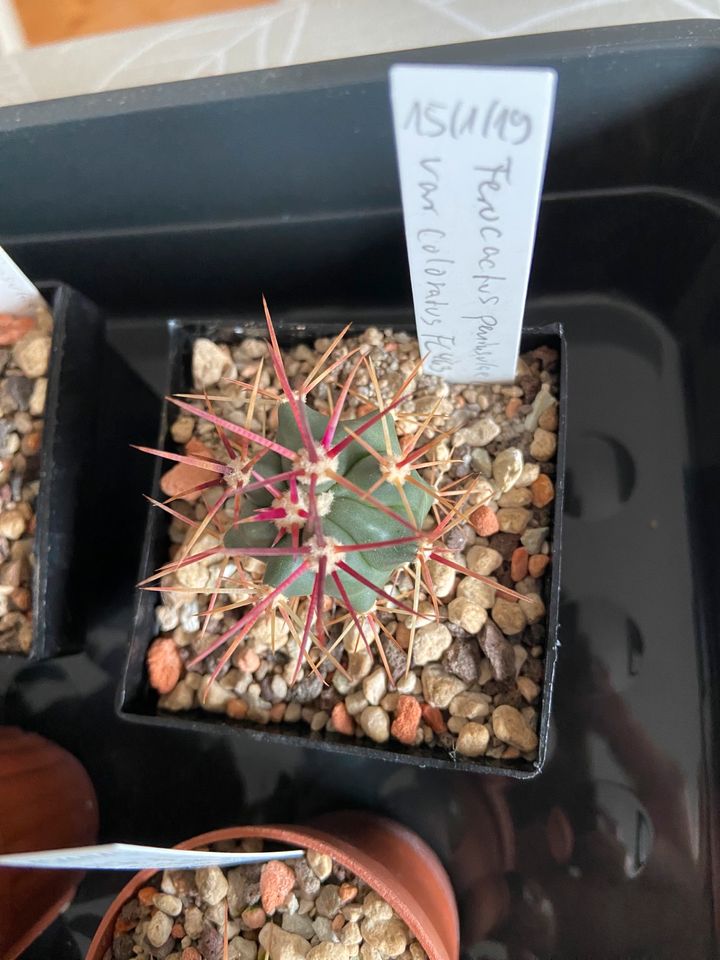 1 Ferocactus peninsulae v. (St. Rosalita), junger Kaktus in Jülich