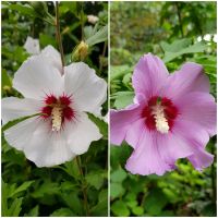 Hibiskus weiß/lila Brandenburg - Bad Liebenwerda Vorschau