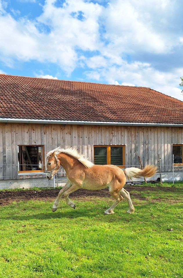 Haflinger Reinzucht Jährlingsstute in Oy-Mittelberg