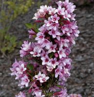 Weigelie Rosea 80-100cm - Weigela florida Niedersachsen - Bad Zwischenahn Vorschau