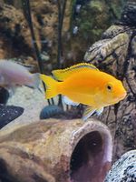 Labidochromis caeruleus "Yellow" Malawi Barsche Hessen - Ober-Ramstadt Vorschau