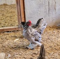 Wir geben ein paar Tiere ab. Sachsen-Anhalt - Osterweddingen Vorschau