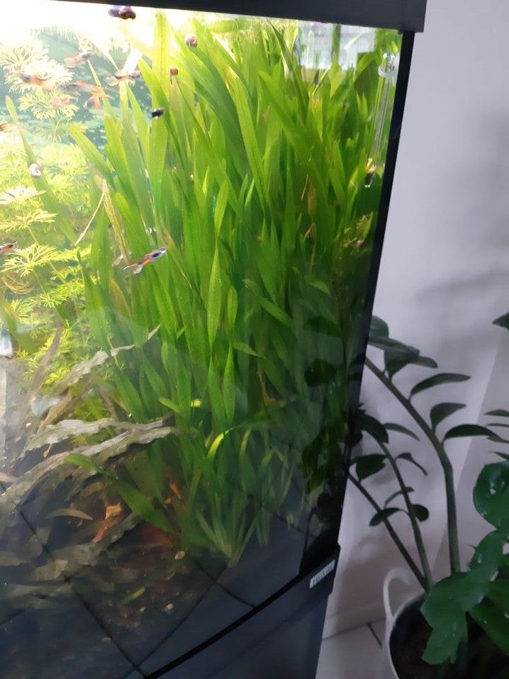 Vallisneria Aquariumplanze in Nidderau