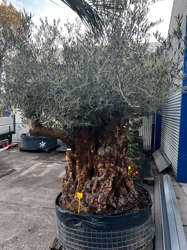 Olivenbaum olea europea winterhart in Altlußheim