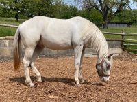 Appaloosa Wallach 2j. Fewspot Baden-Württemberg - Göppingen Vorschau