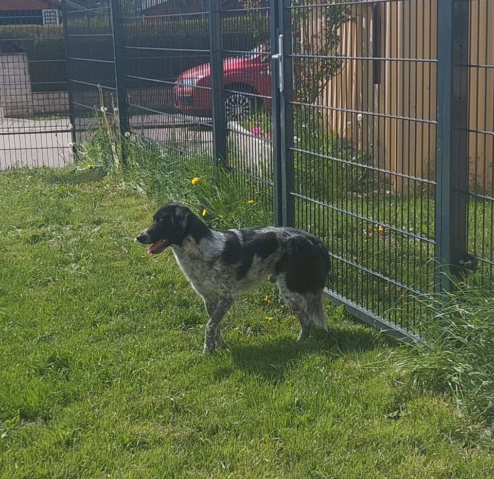 Colin sucht seine Menschen! in Wallerstein