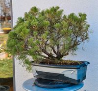 Wacholder Pre Bonsai - clump style - Mehrfachstamm - Floßform Baden-Württemberg - Ludwigsburg Vorschau