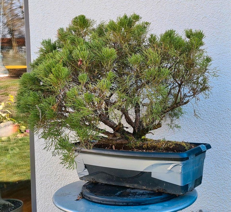 Wacholder Pre Bonsai - clump style - Mehrfachstamm - Floßform in Ludwigsburg