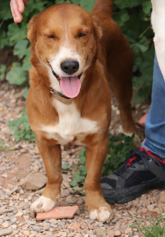 Kleiner Winston sucht ein tolles Zuhause in Leverkusen