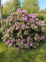 Rhododendren Sachsen - Döbeln Vorschau