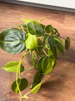 Philodendron Brasil (Baumfreund) Ableger Hamburg - Harburg Vorschau