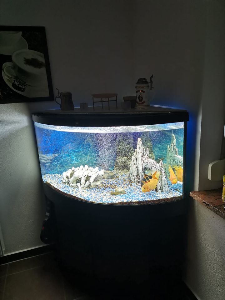 Aquarium Juwel 350l in Sankt Wolfgang