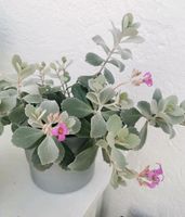 Kalanchoe pumila Baker, Crassulaceae mit rosa Blüten 2x vorhanden Baden-Württemberg - Tuttlingen Vorschau
