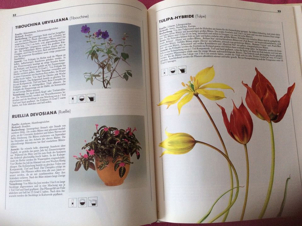 Buch - TOPFBLUMEN - Moewig - Pflanzen Natur Garten Blumen in Bekond