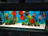 *AUFLÖSUNG*   240 Liter Aquarium + Zubehör  !!! Nordrhein-Westfalen - Detmold Vorschau