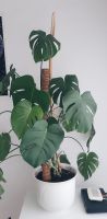 Monstera deliciosa groß mit weißem Topf Baden-Württemberg - Schwäbisch Hall Vorschau