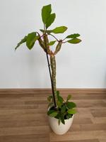 ✅ Spuckpalme Euphorbia Leuconeura Wolfsmilch und Ableger Niedersachsen - Cloppenburg Vorschau