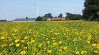 Landwirt/-in (m/w/d) in Vollzeit (Ackerbau/Schweinemast) Nordrhein-Westfalen - Heiden Vorschau