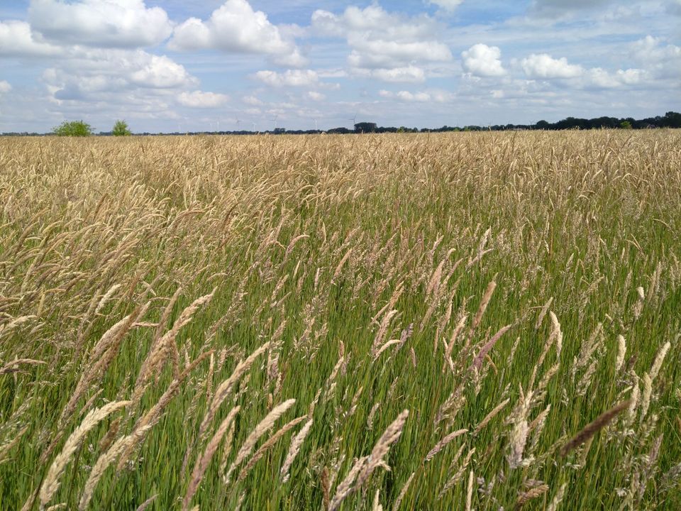 Heu /Bio/Heuballen/Futterheu/HD Ballen/ Pferde Kleintiere Hühner Hasen Schafe Ziegen in Ganderkesee