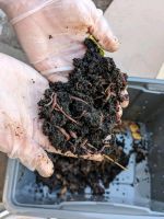 Kompostwürmer Niedersachsen - Meppen Vorschau