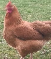 BIO Legehennen aus dem Weiltal/ robuste Hühner gute Legeleistung Hessen - Weilmünster Vorschau