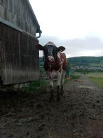 Pflegebeteiligung Hessen - Ehrenberg (Rhön) Vorschau