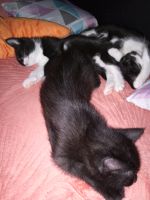2 süße Katzen Damen schwarz-weiß Nordrhein-Westfalen - Olpe Vorschau