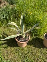 Agave im Tontopf Niedersachsen - Bovenden Vorschau