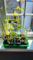 Tomatenpflanzen Jungpflanzen Alte Sorten gemischt Nordrhein-Westfalen - Witten Vorschau