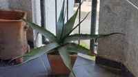 Agave, schlanke Wuchsform, ca. 70 cm Hessen - Büttelborn Vorschau