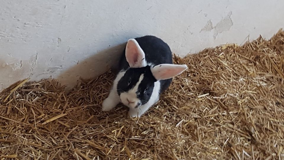 Hasen zu verkaufen in Wallersdorf