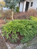 Gartenarbeit , Gartenpflege Nordrhein-Westfalen - Hattingen Vorschau