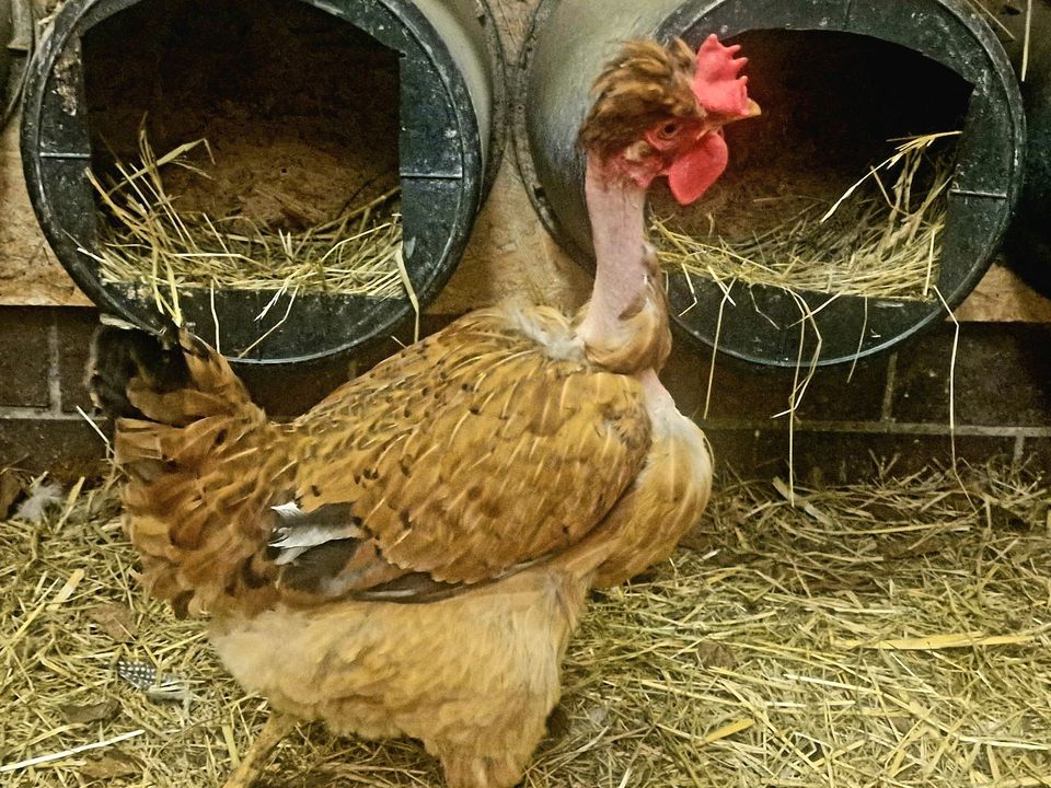 Nackthalshühner in Sagard