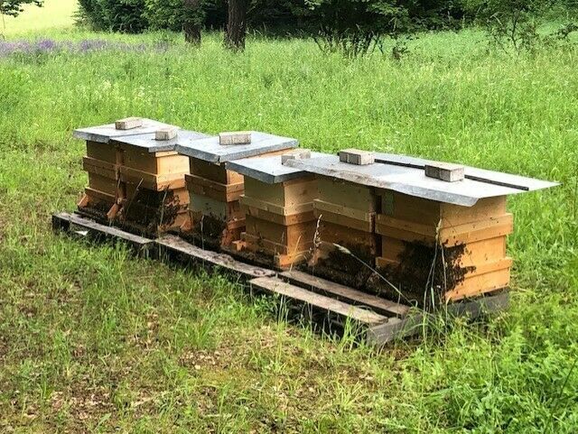 Honig cremig aus der bayerischen Rhön "frische Ernte 2023" in Bastheim