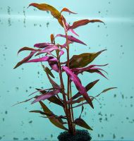 Persicaria sp. "Sao Paulo" - Sao Paulo-Wasserknöterich Baden-Württemberg - Mannheim Vorschau