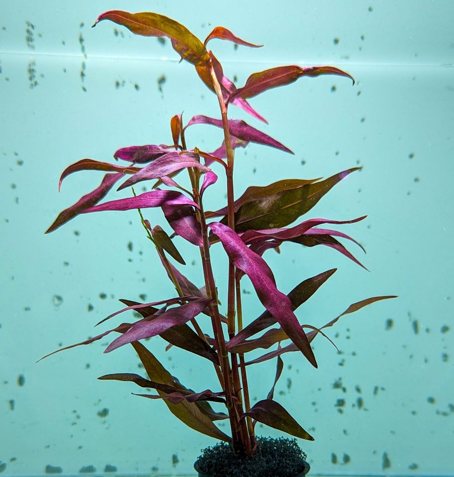 Persicaria sp. "Sao Paulo" - Sao Paulo-Wasserknöterich in Mannheim