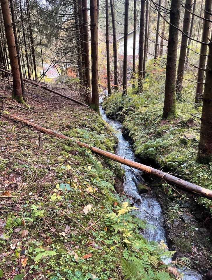 Wald Wiese Erholungsfläche Wasser Eifel Garten Freizeitgrundstück in Densborn