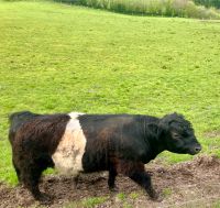 Black Belted Galloway Bulle Bio Schleswig-Holstein - Quarnbek Vorschau