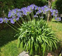 XXL Agapantus blau mit über 30 Blüten Schmucklilie Leipzig - Lindenthal Vorschau