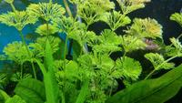 Breitblättrige Limnophila Sessiliflora Aquariumpflanze Frankfurt am Main - Bockenheim Vorschau