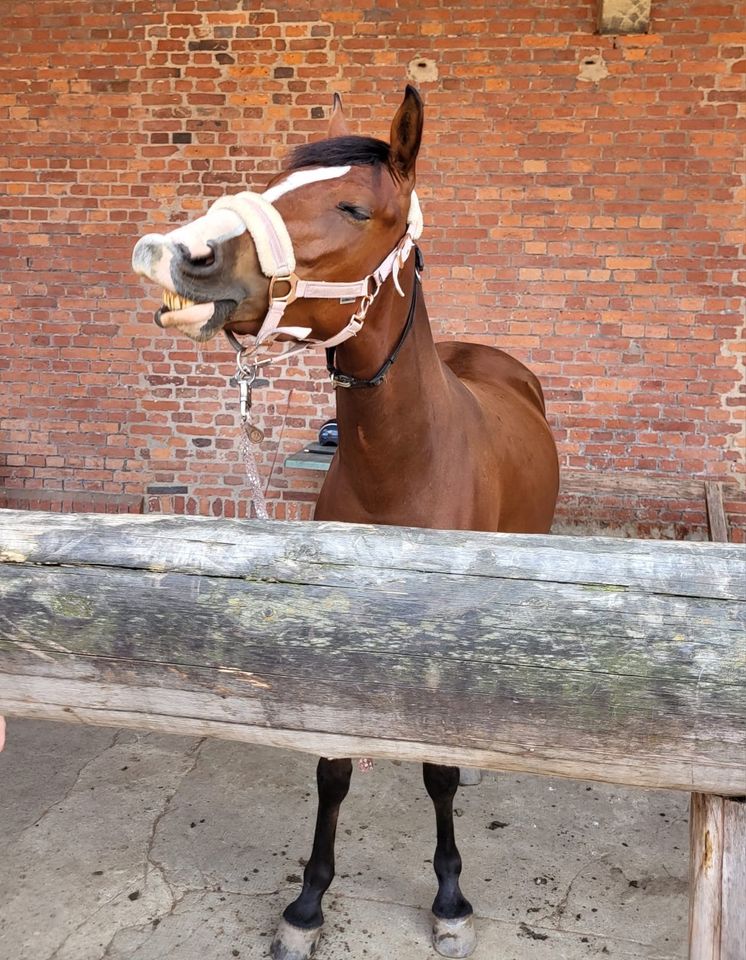 5 jähriges, menschenbezogenes Deutsches Reitpony, Stute, Dressur in Hemmingen